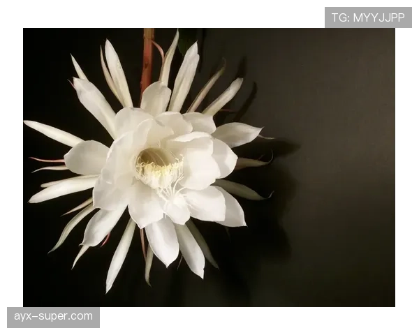 帕尔默的高光表现能否持续：是昙花一现还是实力兑现？